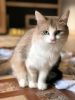 Frieda (2)